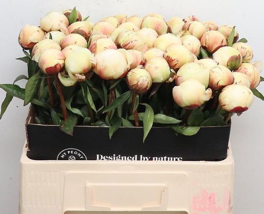 Peonia Hol. Brethour 60cm Bl. (7 Dias - 2�)