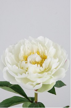 Peonia Hol. Snow Princess 60cm Blanca (7 Dias - 2�)