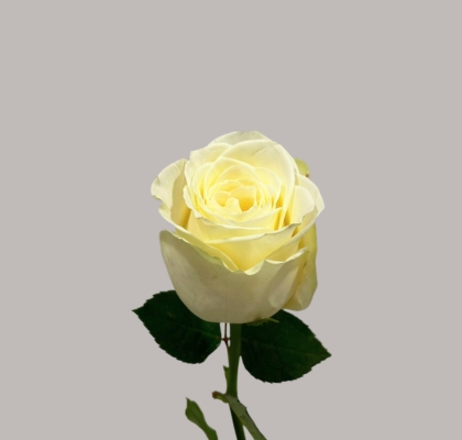Rosa Hol.Snow storm 70cm "Premium" (7 Dias - 2�)