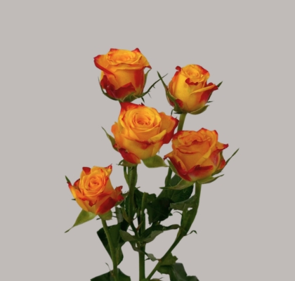Ramificada Land Of Fire 60cm Bic. (7 Dias - 2�)