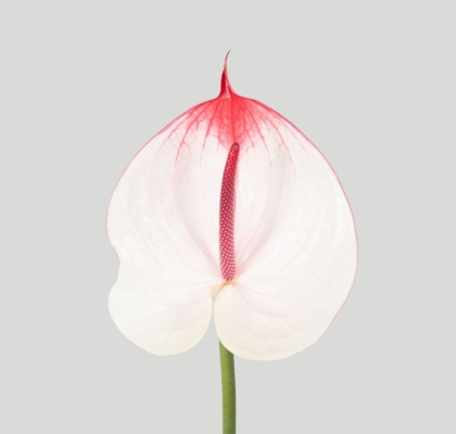 Anthurium Hol. Cumbia Bic. �15  "CC10" (7 Dias - 2�)