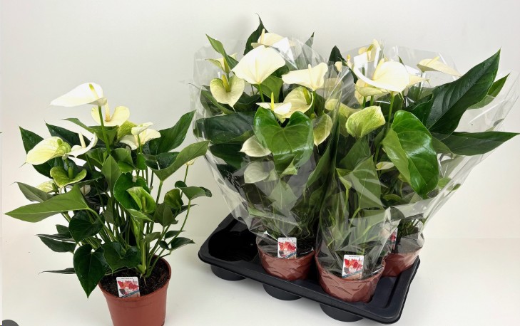 P. Anthurium Fl Pristino 17/60cm x6 6F