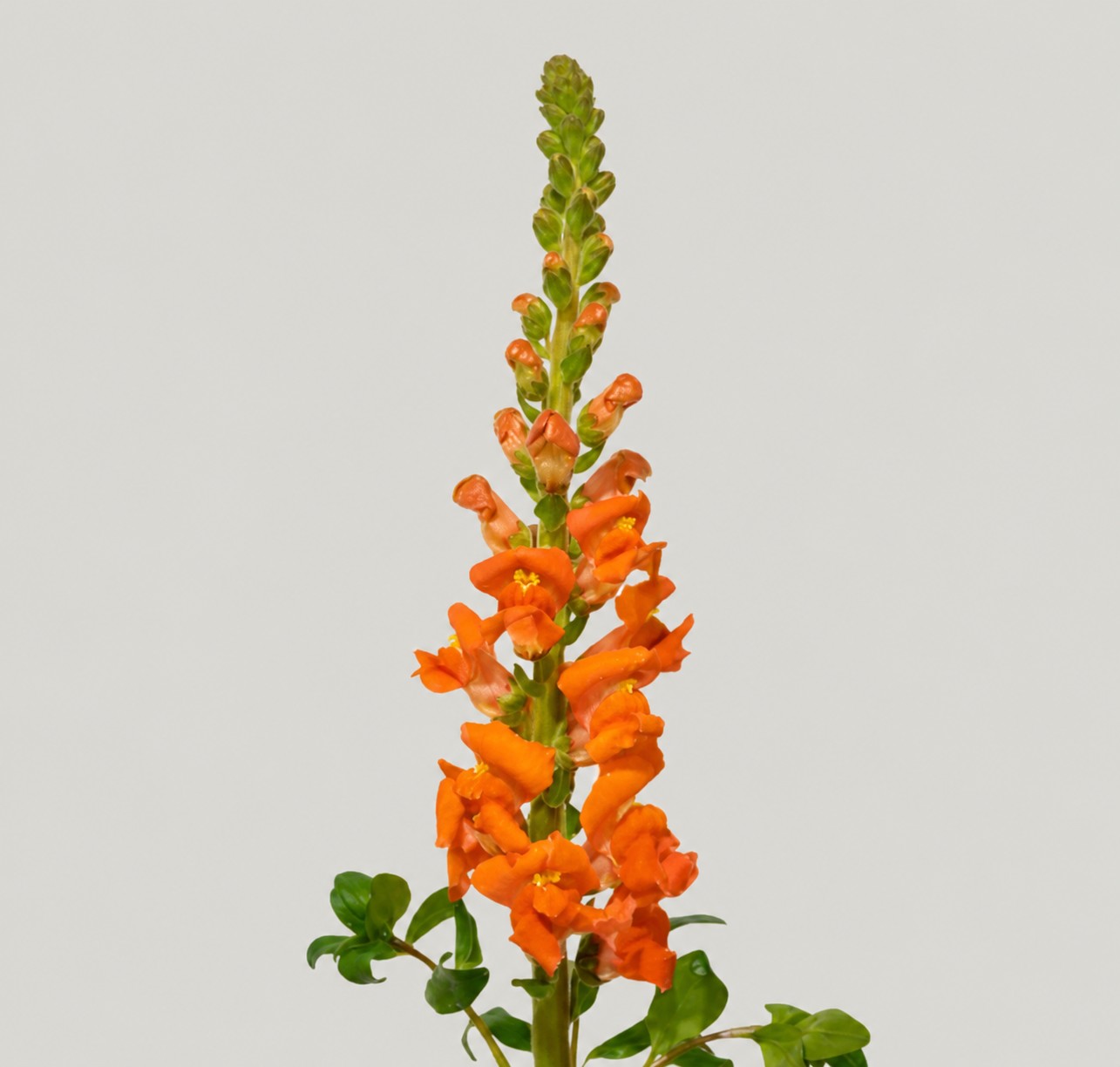 Antirrhinum Hol. Avignom Da Orange 80cm