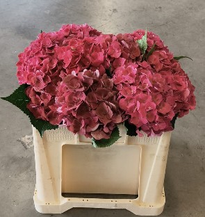 Hortensia Hol. Mon Amour 50cm �14/16