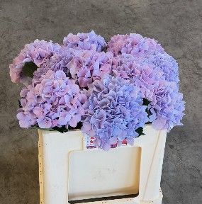 Hortensia Hol. Royal Benefit 50cm �16/18 Bl.