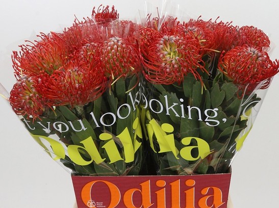 Protea Nutans Ayoba Rojo 50cm