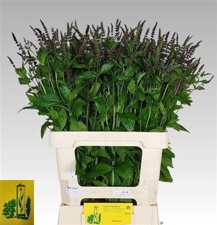 Mentha Dark Sensation 65cm