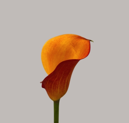 Calla Solero Art 70cm