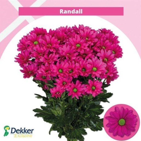 Margarita Hol. Randall 90gr