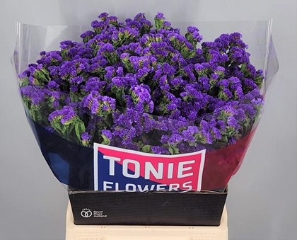 Statice Hol. Cryst. Dark Azul 75cm 45gr "T25"
