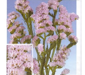 Statice Hol. Rosel Sun Birds 75cm 35gr "T25" Rs.