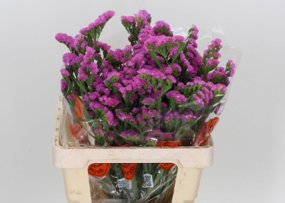 Statice Hol. Sin Etern Pink 70cm 40gr "T25"