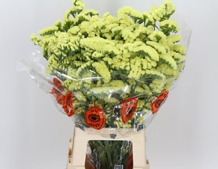 Statice Hol. Sin Max Yellow 60cm 25gr "T25"