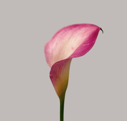 Calla Call Mario 50cm