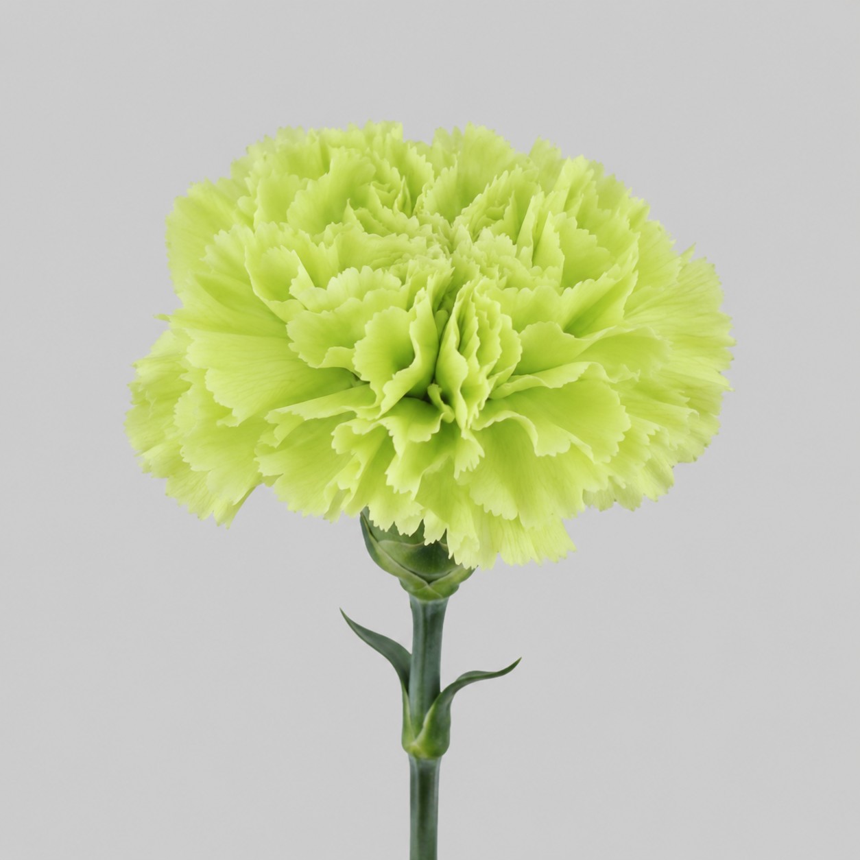 Clavel Hol. 60cm Green Marty