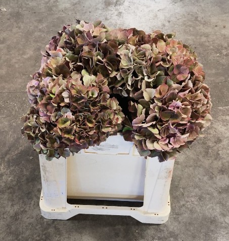Hortensia Hol. Sweet Ruby Classic 50cm �16/18