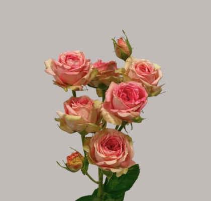 Ramificada Pepita 50cm (7 Dias - 2�)