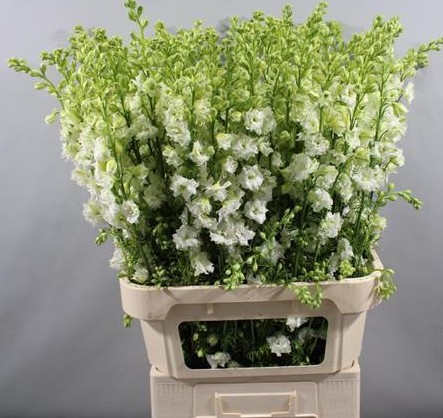Delphinium Hol. Cons R Q White 100cm (7 Dias - 2�)