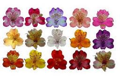Alstroemeria Col. Fancy Mixta R.U.F "CC100" (7 Dias - 2�)