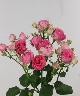 Ramificada Pretty Giselle! 50cm (7 Dias - 2�)