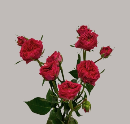 Ramificada Grandmas Garden Josy 50cm. (7 Dias - 2�)