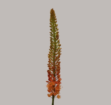 Eremurus Hol. Cleopatra 90cm (30cm flor) (7 Dias - 2�)