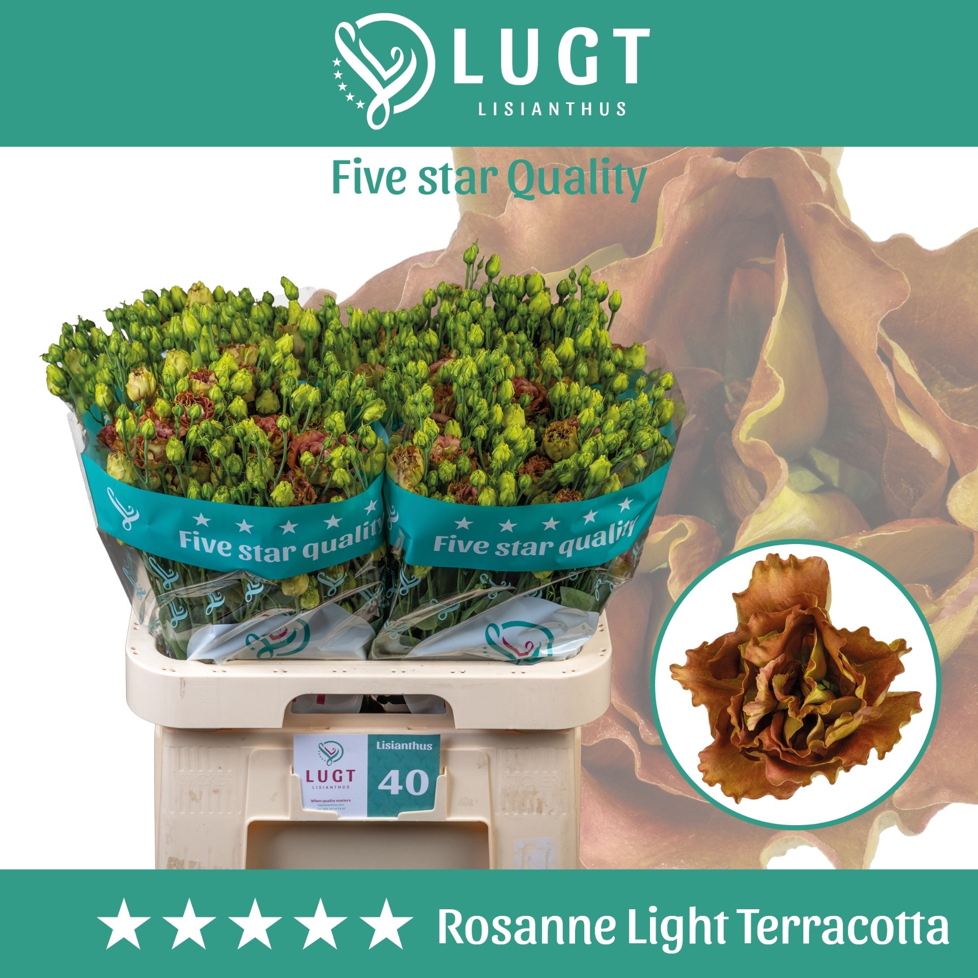Lisiantus Hol. Rosanne Light Terracotta 70cm 55gr  (7 Dias - 2�)