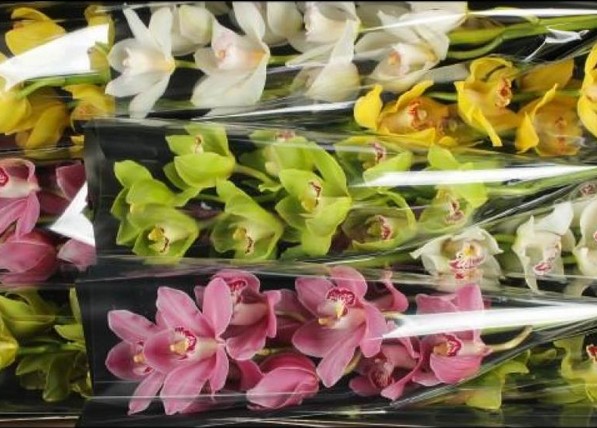 Cymbidium Mixta 60cm (7 Dias - 2�)