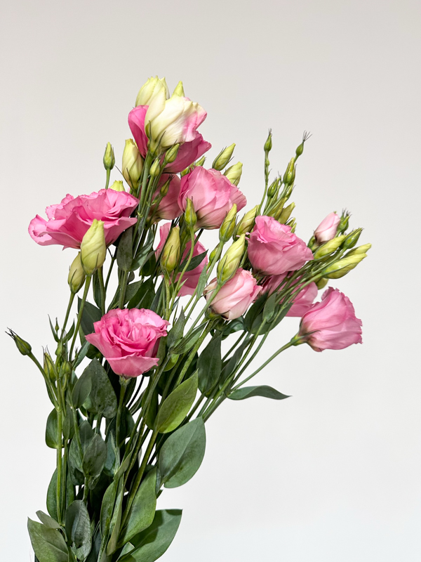 Lisiantus Nac. Rosa 70cm (7 Dias - 2�)
