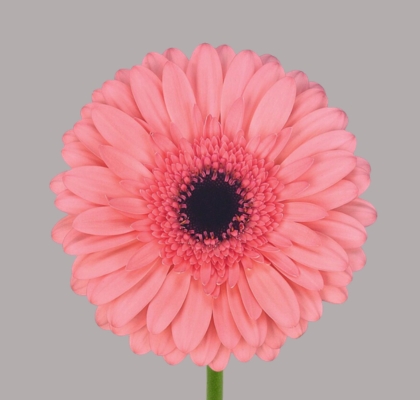 Gerbera Hol. Scala Rs. "T25" (7 Dias - 2�)