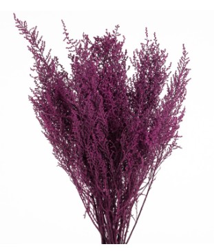 Stoebe Preservado Bizancio 50cm