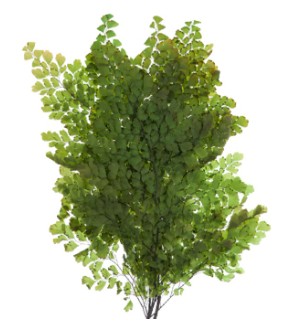 Helecho Preservado Lutti 30cm
