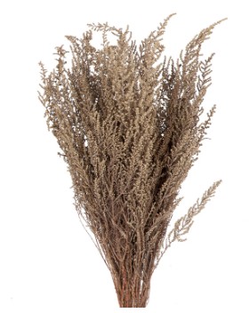 Stoebe Preservado Gris 50cm