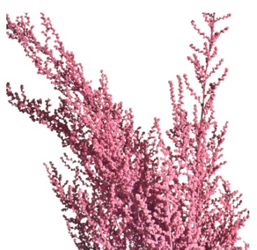 Stoebe Preservado Rosa 50cm