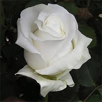 Rosa Ecu. Akito 60cm