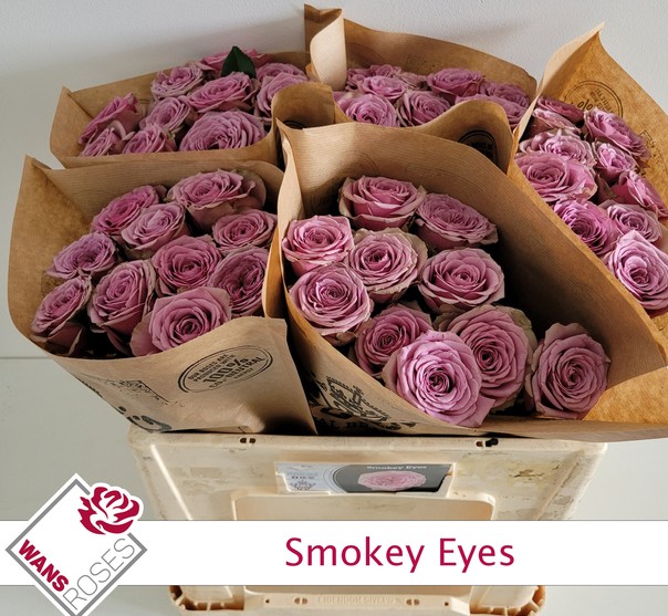 Rosa Hol. Smokey Eyes 50cm