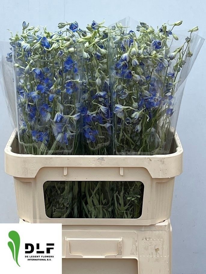 Delphinium Hol. Bd Volkerfrieden 80cm "T10"