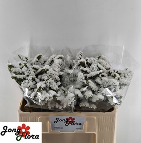 Statice Hol. Harmony Wings 75cm 40gr "T25" Bl.