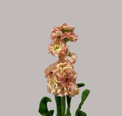Aleli Hol. Impala Apricot 60cm "T10" Sal