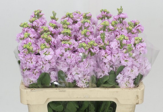 Aleli Hol. Impala Cherry Blossom 50cm "T10"