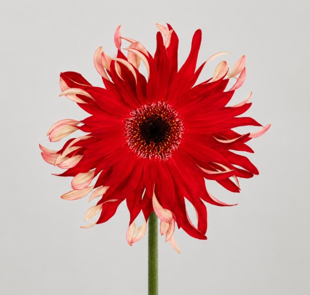 Gerbera Hol. Pasta Fire "T15"