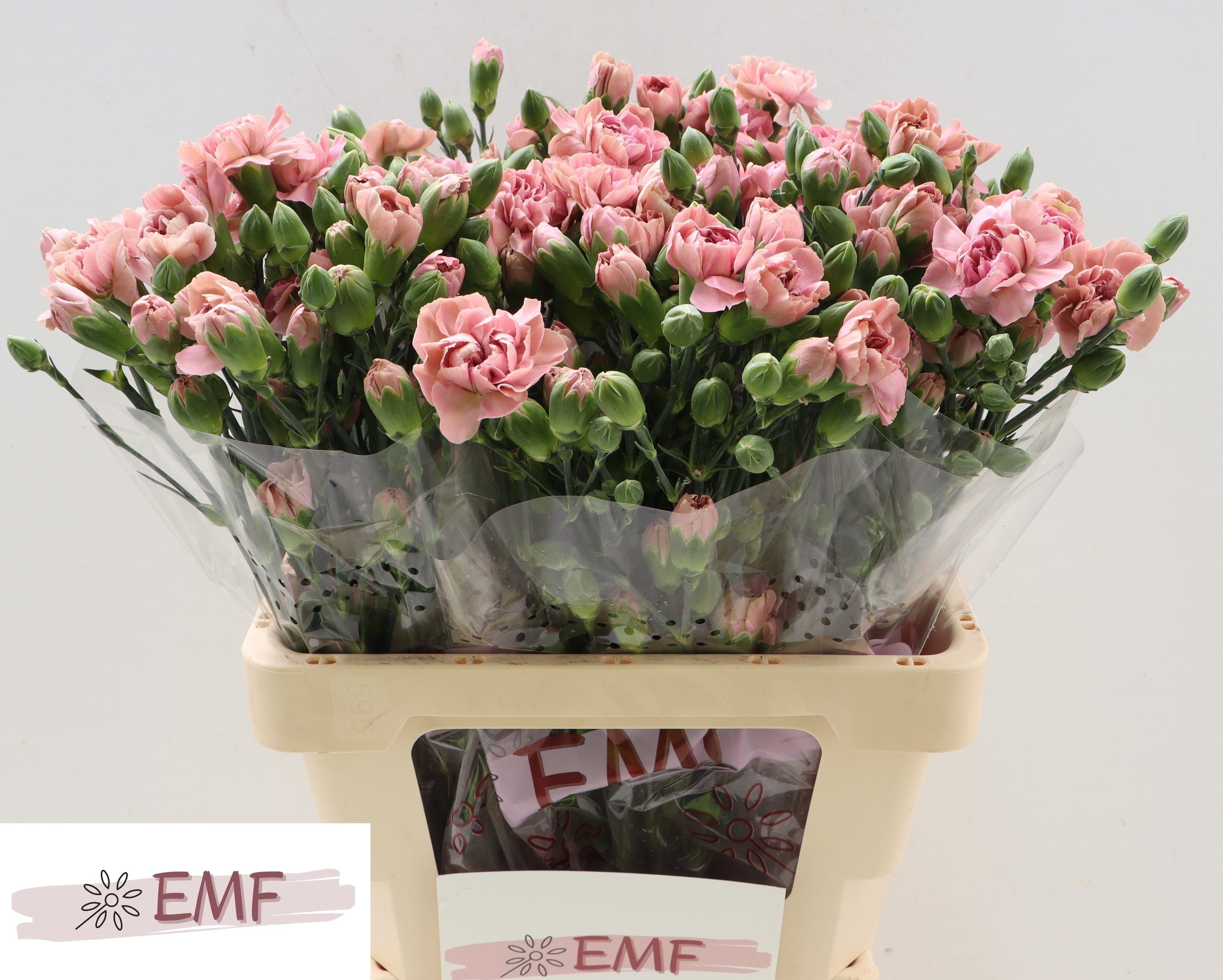 Clavel Hol. Mini Mis Bella 60cm 45gr