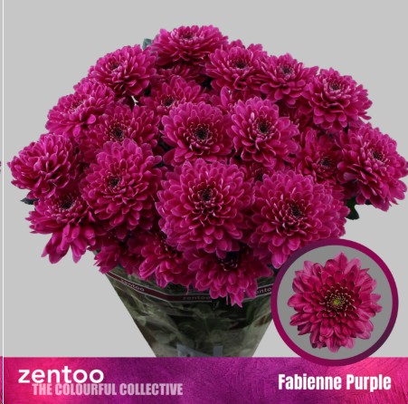 Margarita Hol. Fabienne Purple 90gr