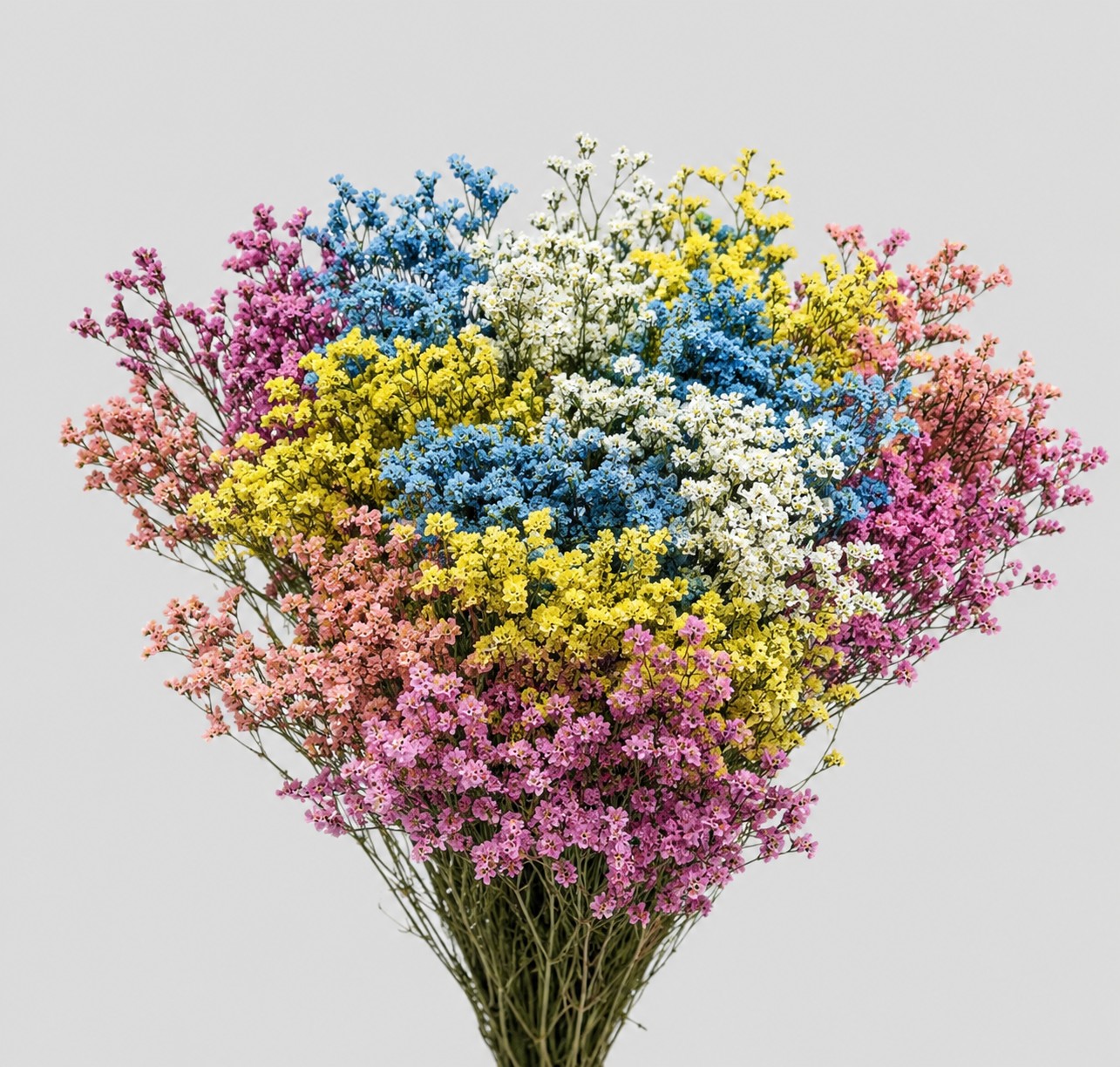 Limonium Nac. Hibrido Harlekin 80cm "T25"