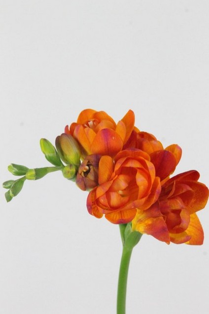 Fresia Hol. Mandarine 55cm 22gr "T50"