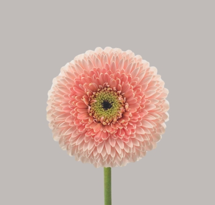 Gerbera Mini Hol.  Gerponi Belfi "T20"