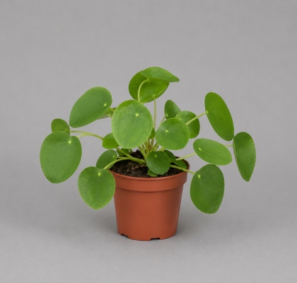 P. Pilea peperomioides 13/30cm x8
