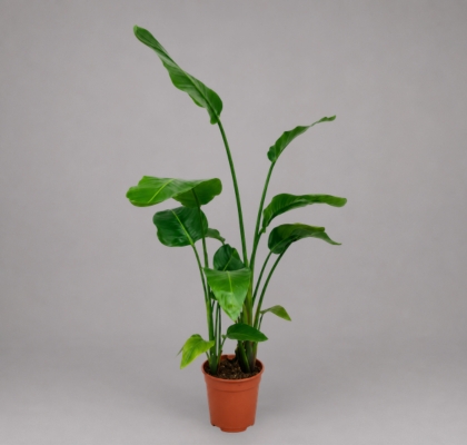 P. Strelitzia Hol. Nicolai 24/155cm 3P