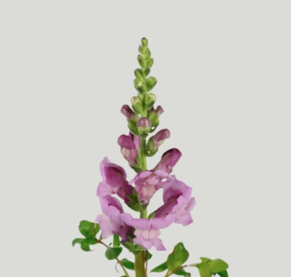 Antirrhinum Hol. Poto Lavander 75cm (7 Dias - 2�)
