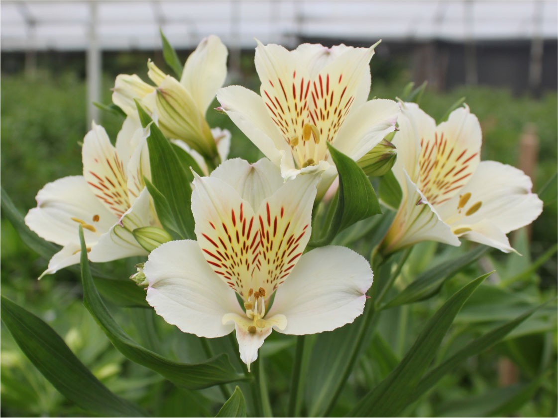 Alstroemeria Col. Fancy Blanca (7 Dias - 2�) (7 Dias - 2�)